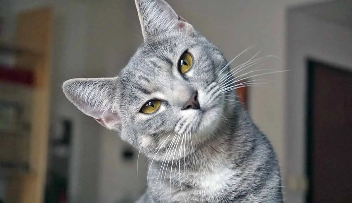 gray cat head sideways