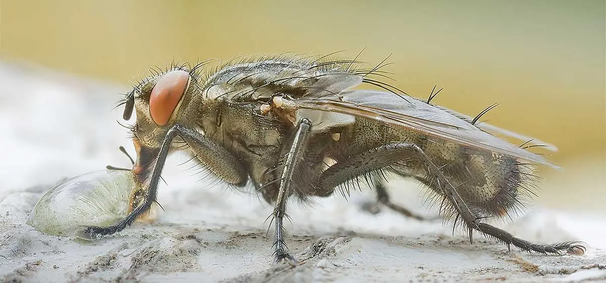 a close up of a fruit fly