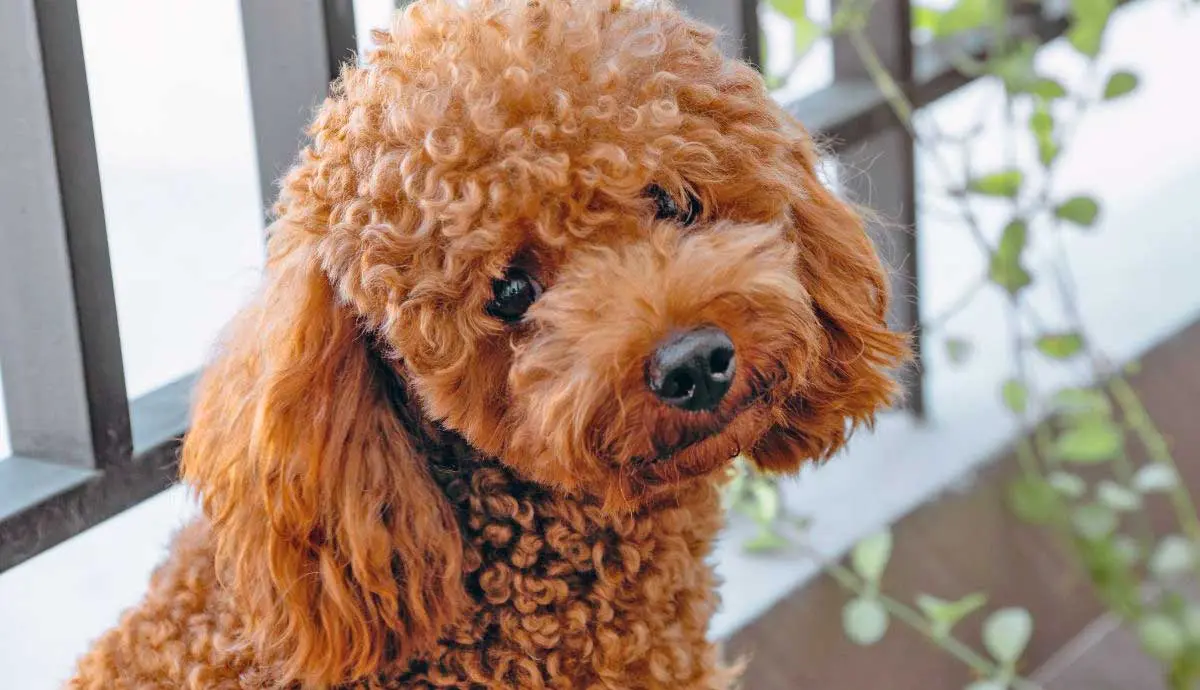 poodle in front of fence