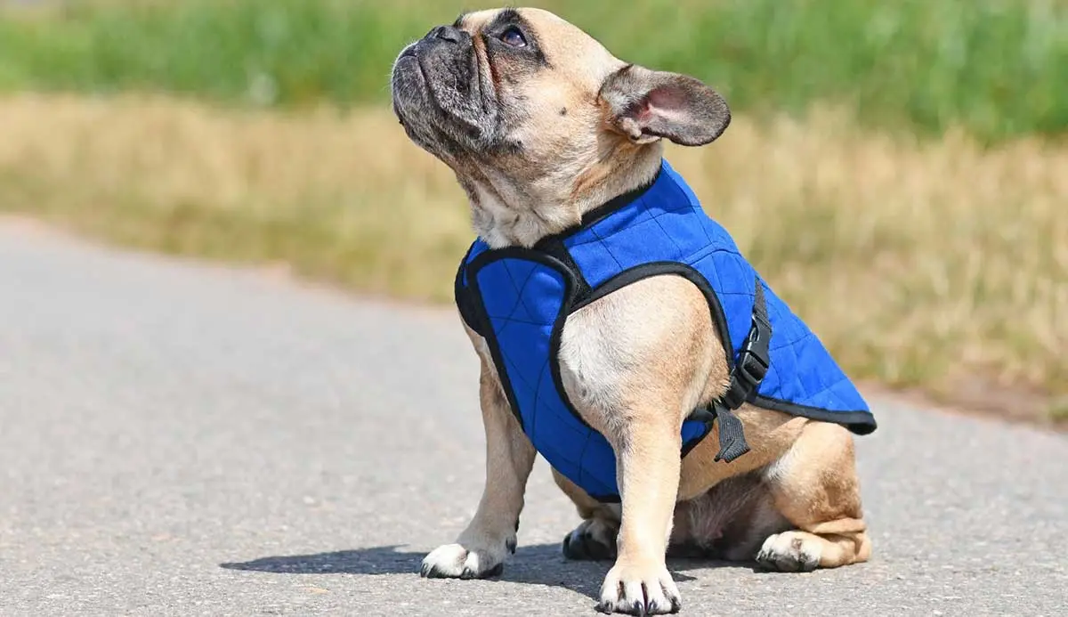 vest style dog harness