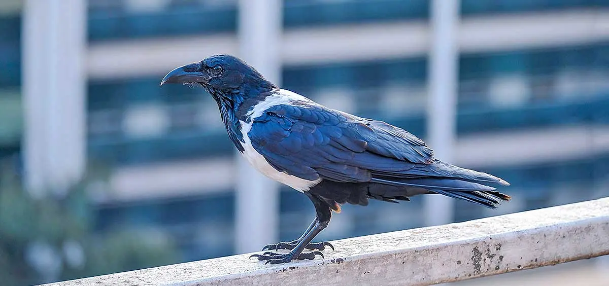 a crow sitting on a ledge in a city