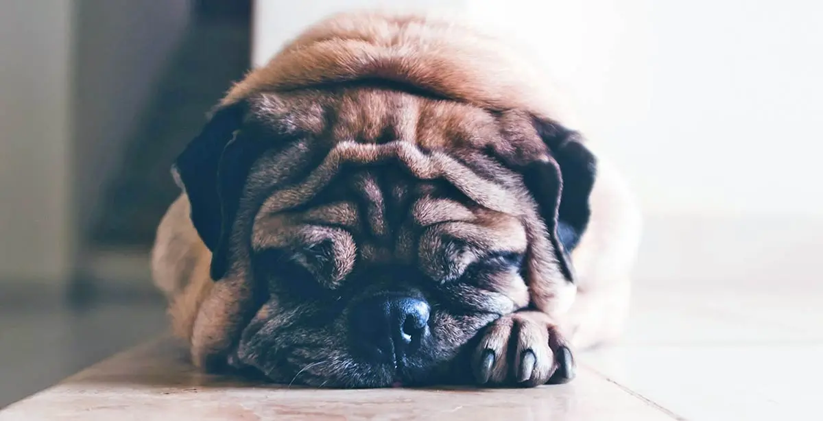 sad looking pug laying on floor