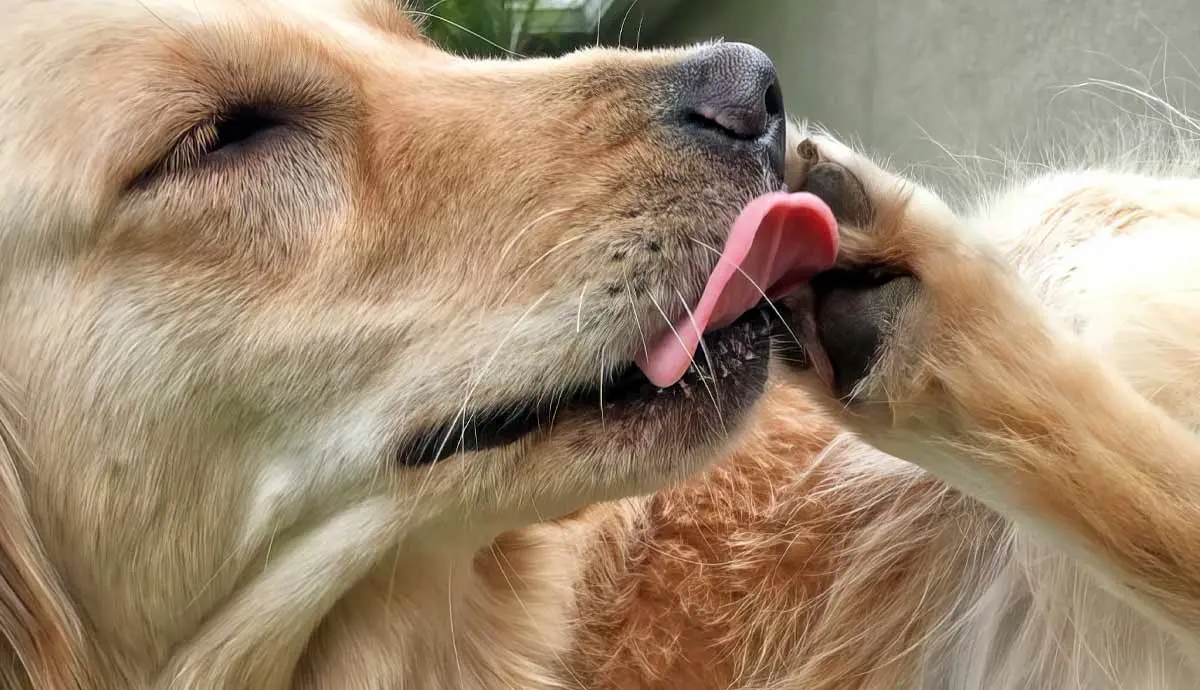 reasons why dogs lick their paws