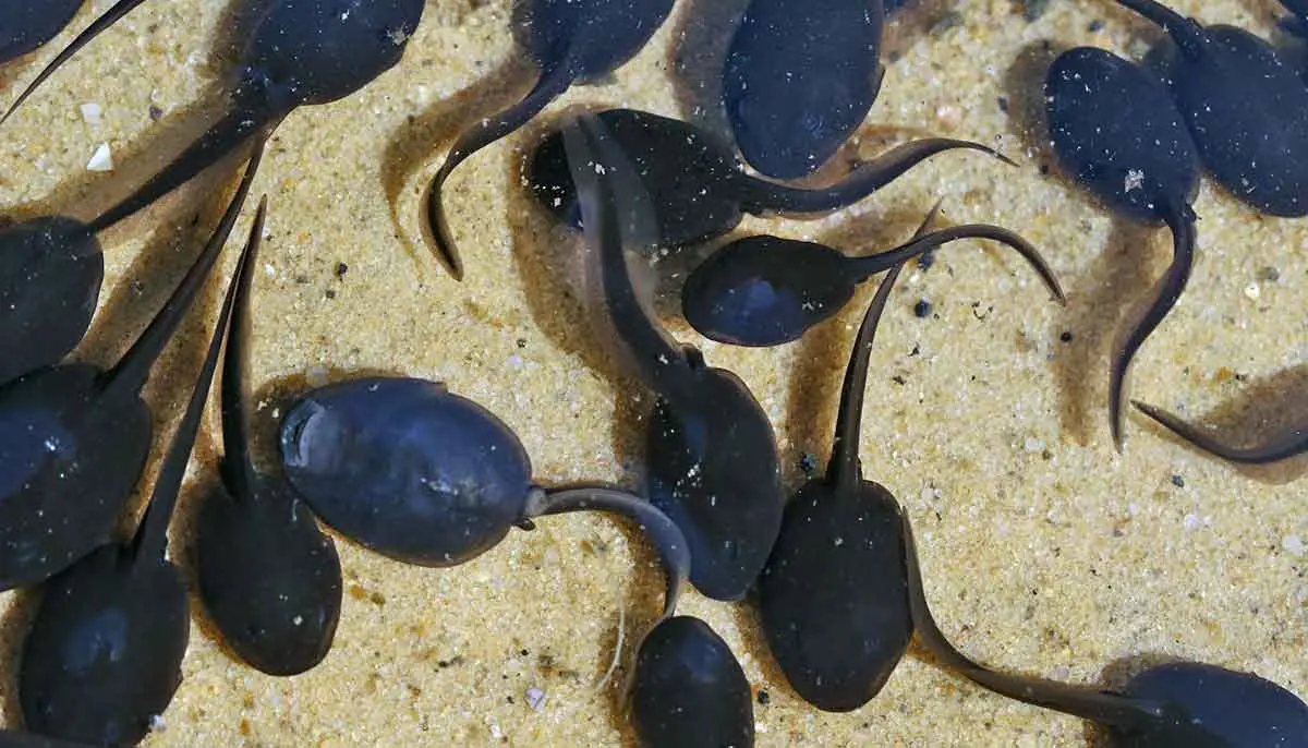 tadpoles swimming on yellow sand