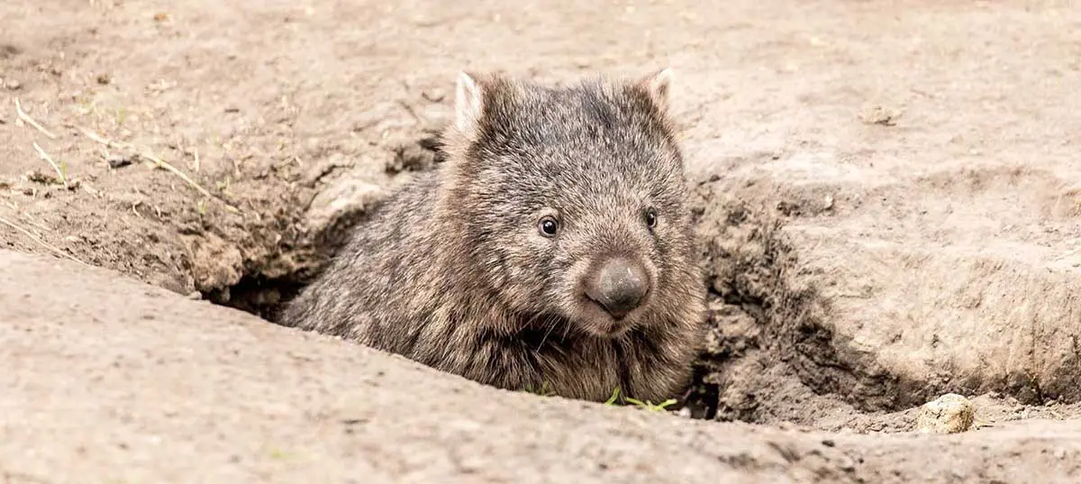 wombat emerging from burrow