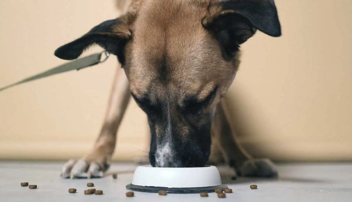 Brown Dog Eating Kibble from Bowl