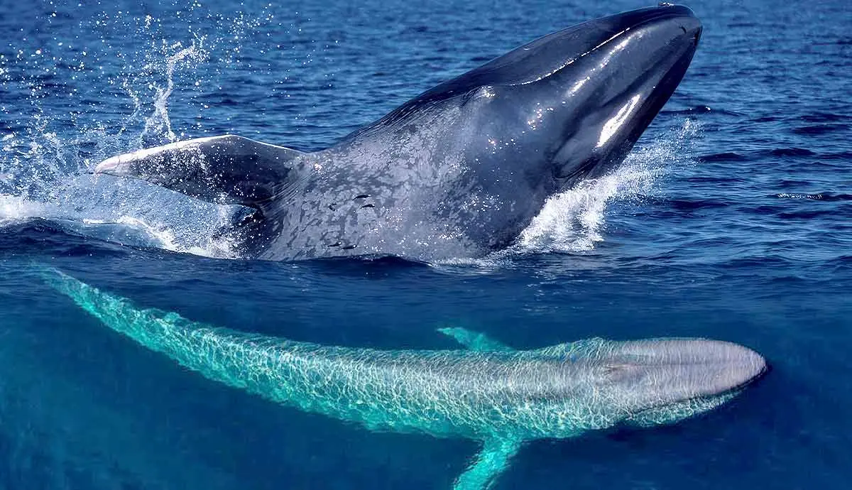 devastated blue whale populations back on the rise