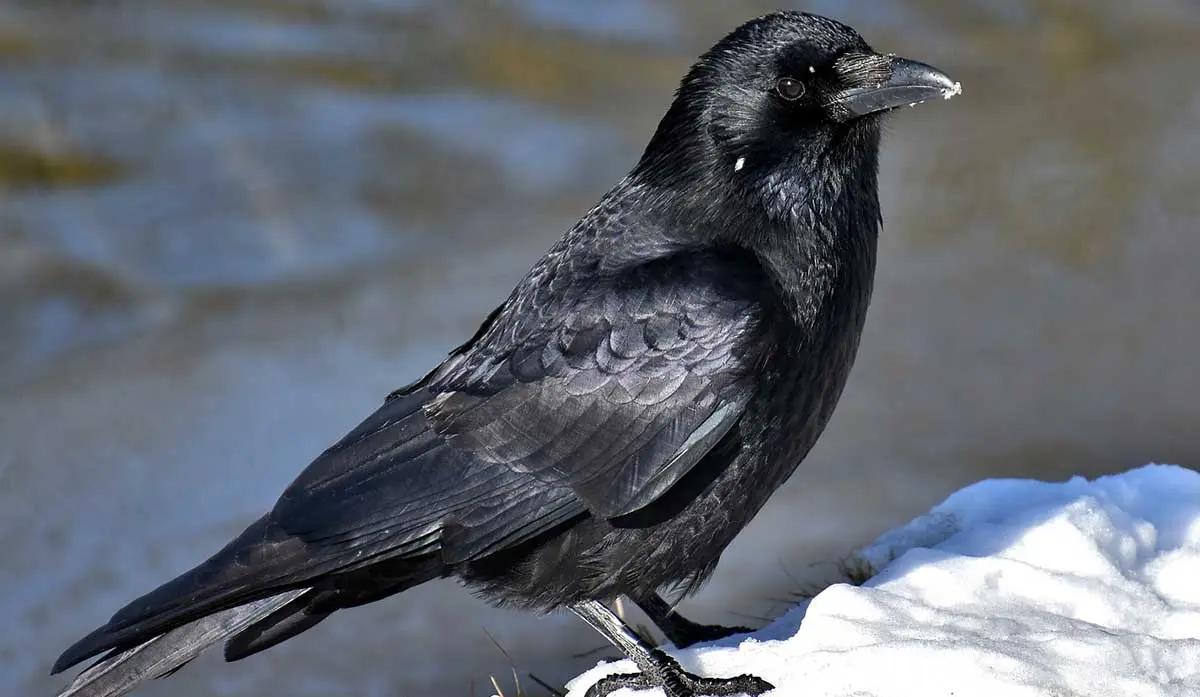 crow common raven