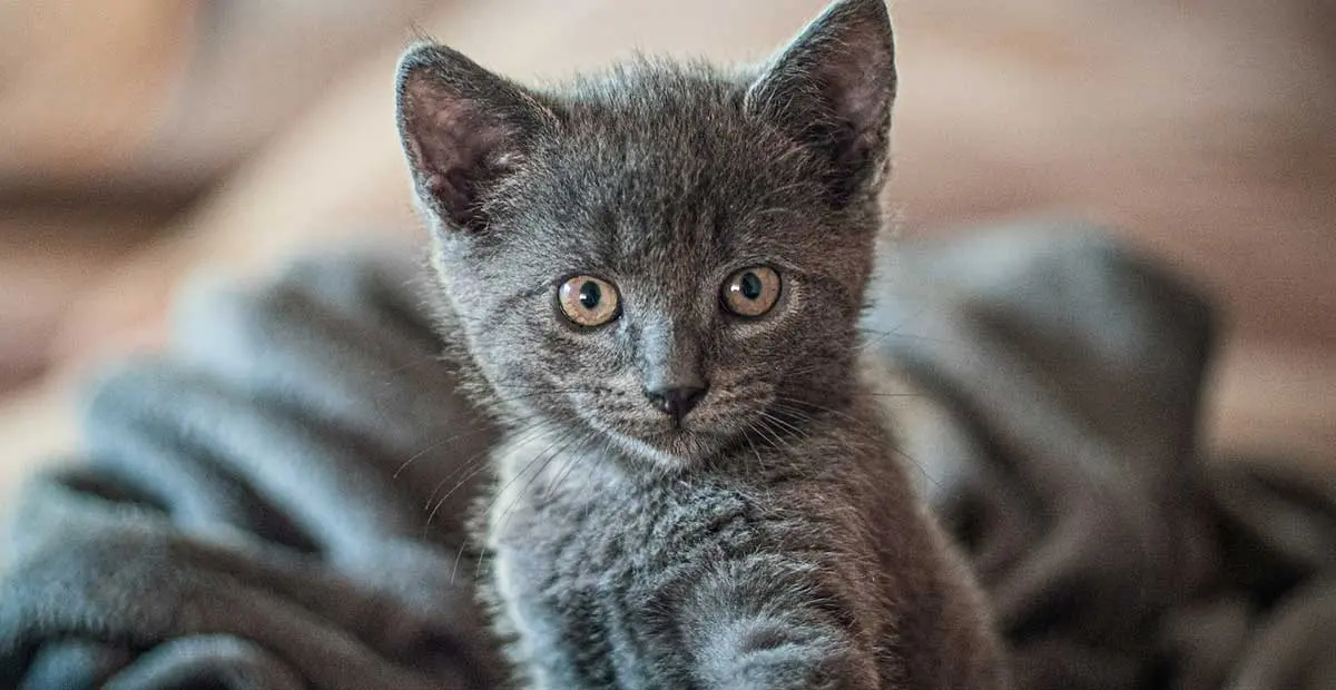 grey kitten pet