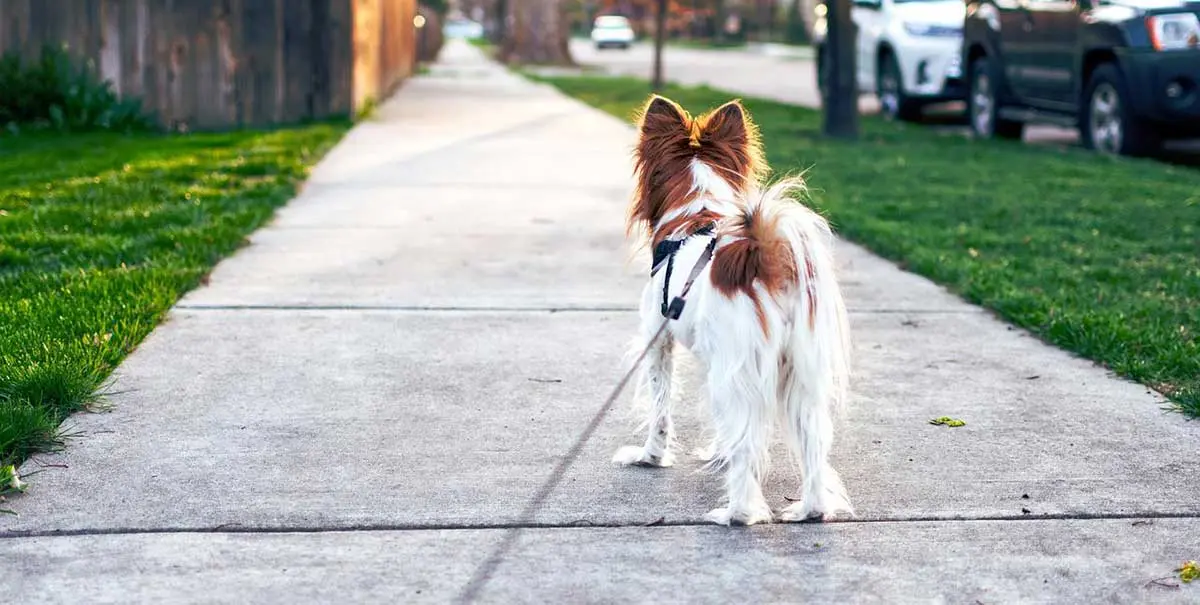 dog walking direction