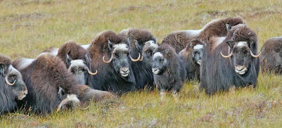 herd of muskoxen grazing