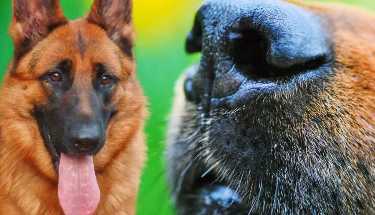 super sniffers dogs with most powerful noses