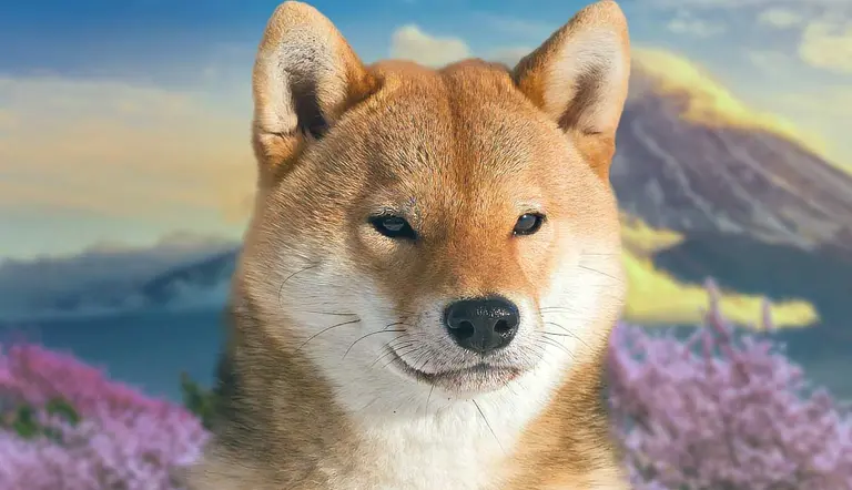 the shiba inu japan fox like breed