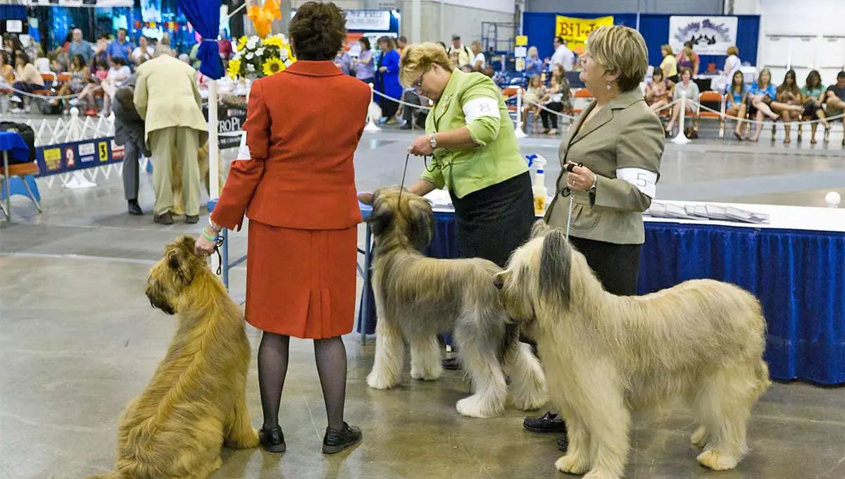 owners showing dogs at dog show