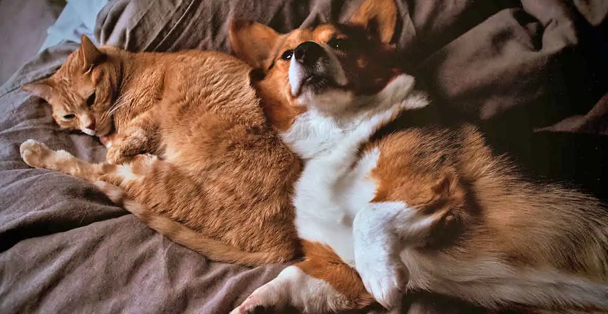 corgi and orange tabby cat cuddling together
