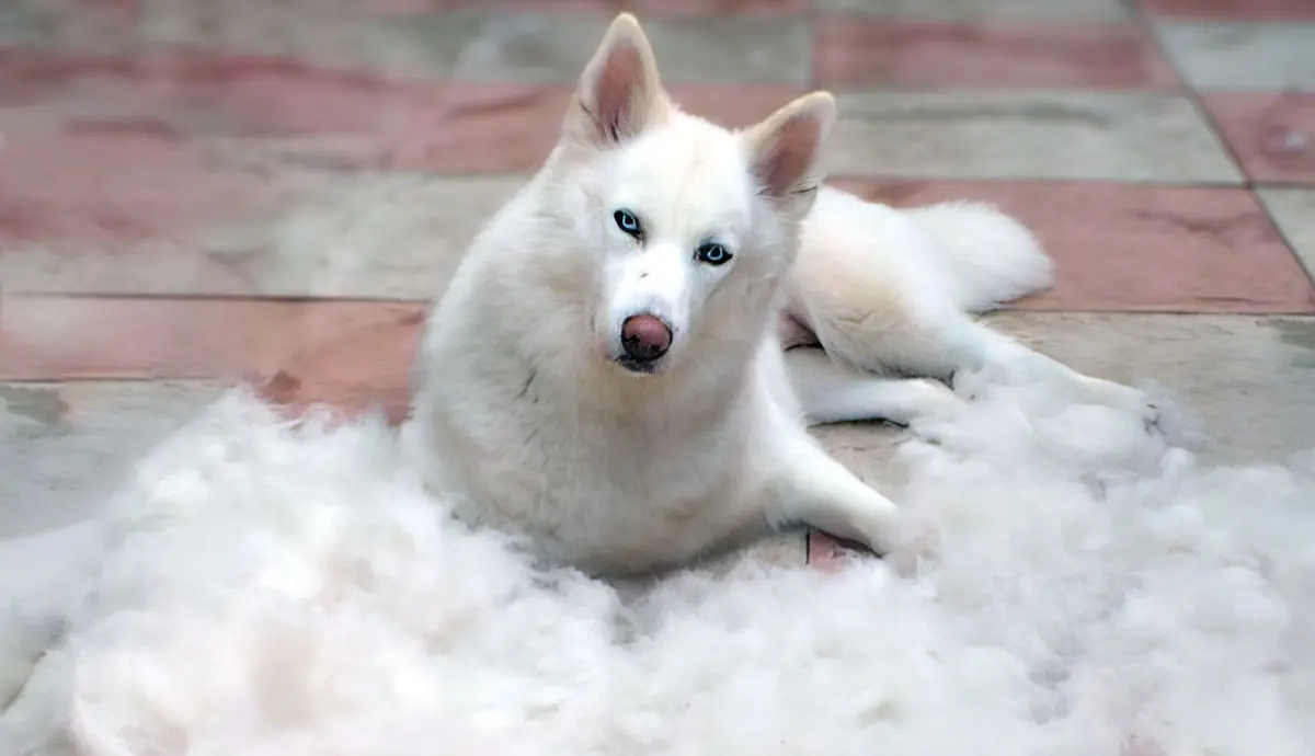 what does blowing coat mean in dogs