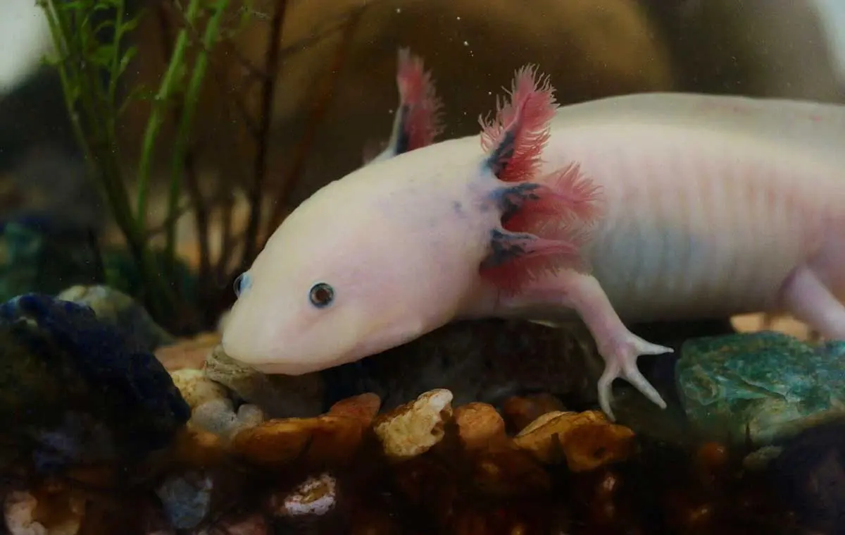 axolotl in tank eating food