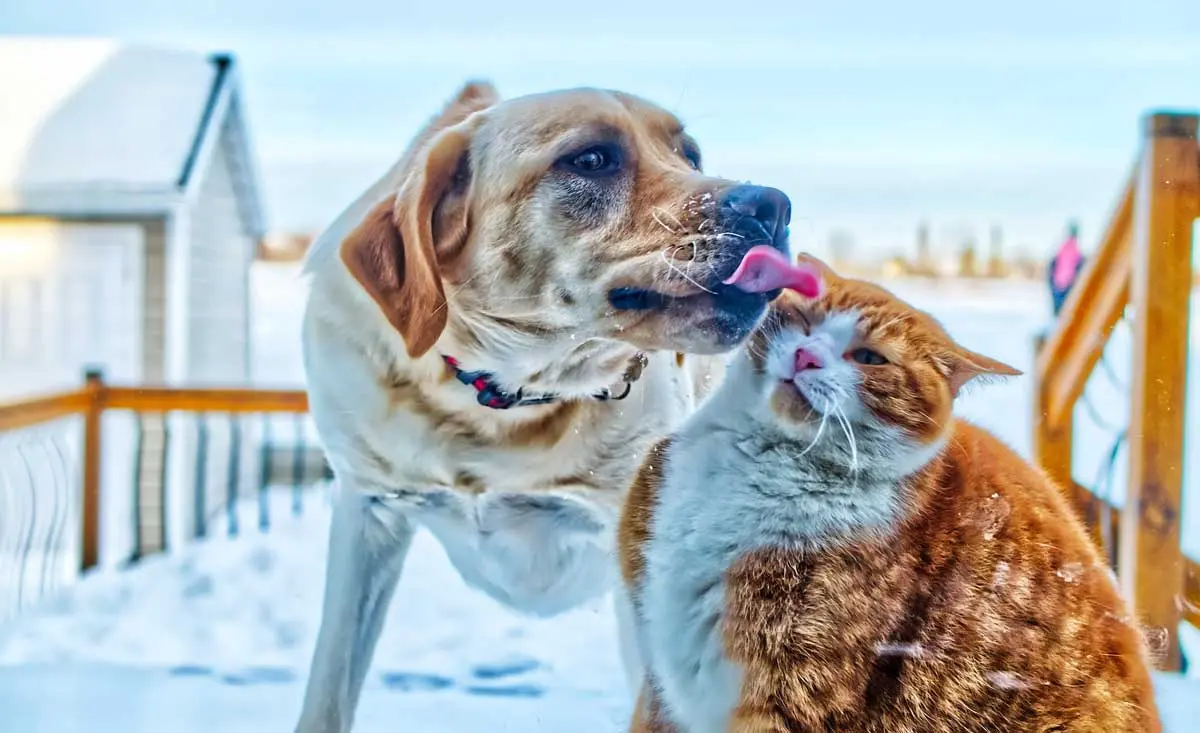dog licking ginger cat
