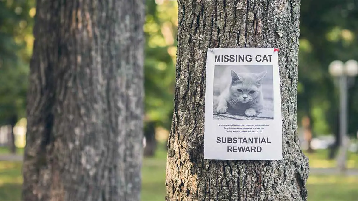 missing cat flyer