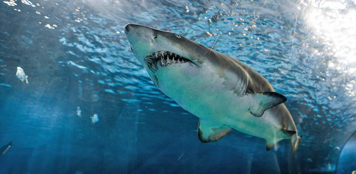 photo underneath great white shark swimming