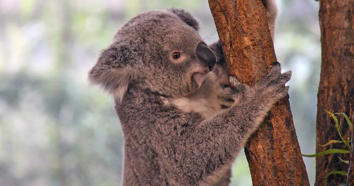 koala climbing paws