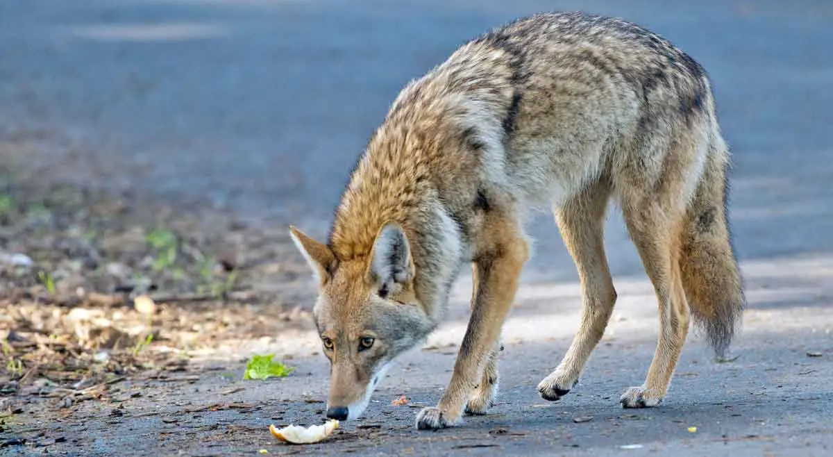 coyote in neighborhood