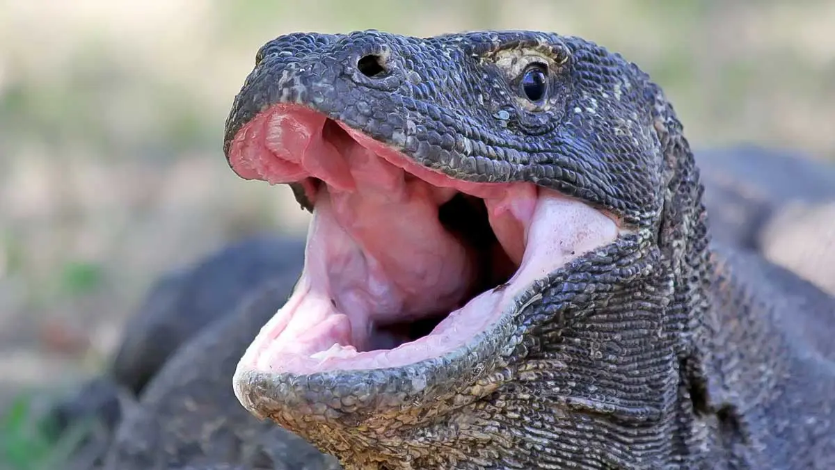 Komodo dragon teeth