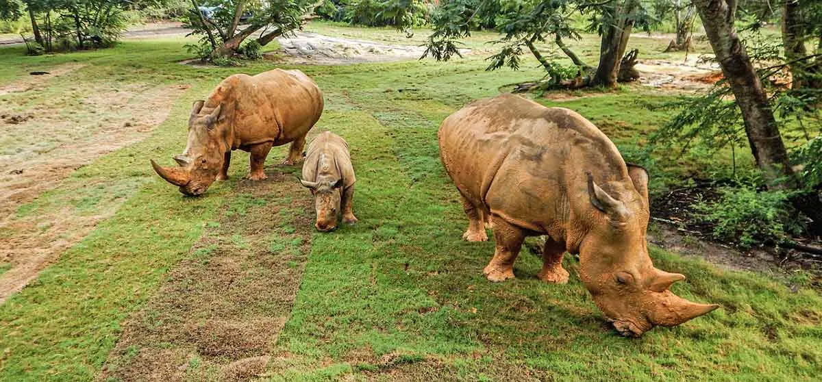 white rhino family