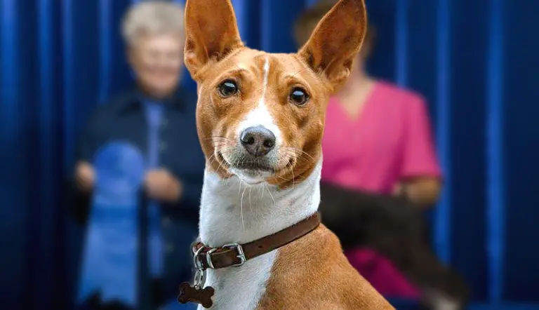 what are basenji show dogs judged on