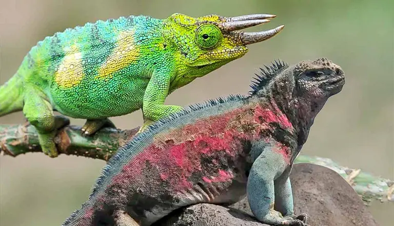 most unique lizards
