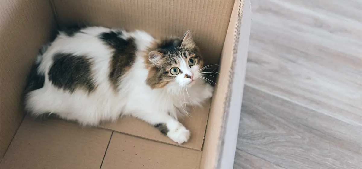white brown cat cardboard box