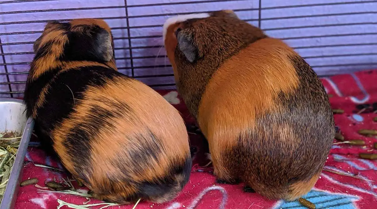 guinea pig butts