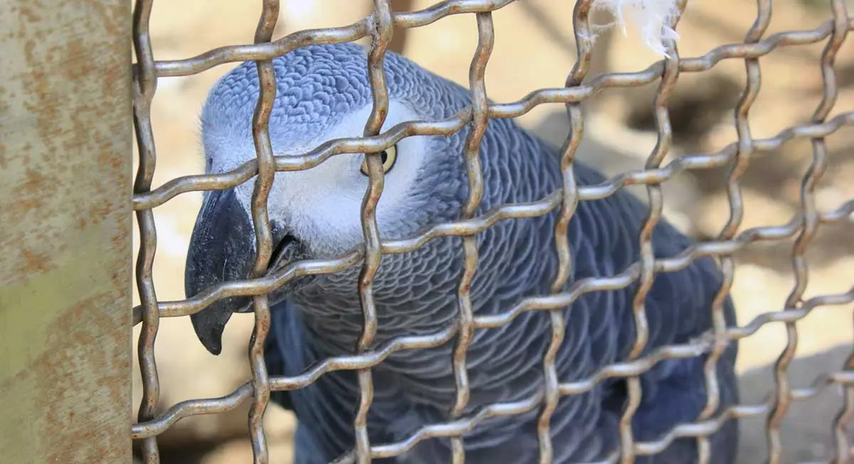 african grey parrot in a cage