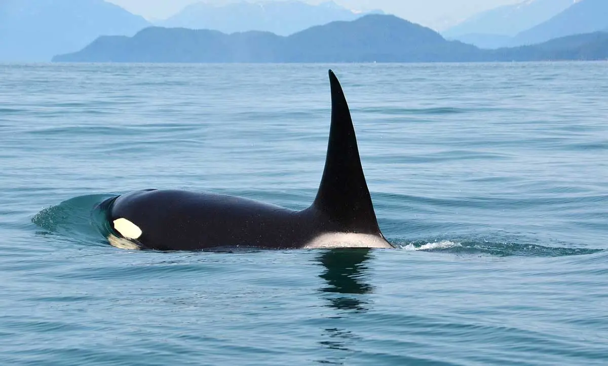 Orca Killer Whale swimming