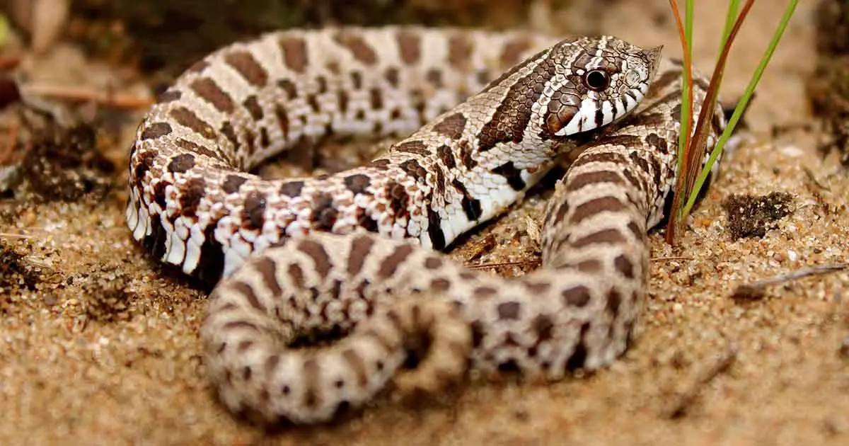 hognose snake on sand