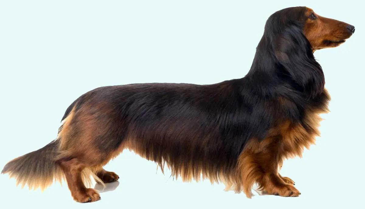 Dachshund+with+Sable+Markings