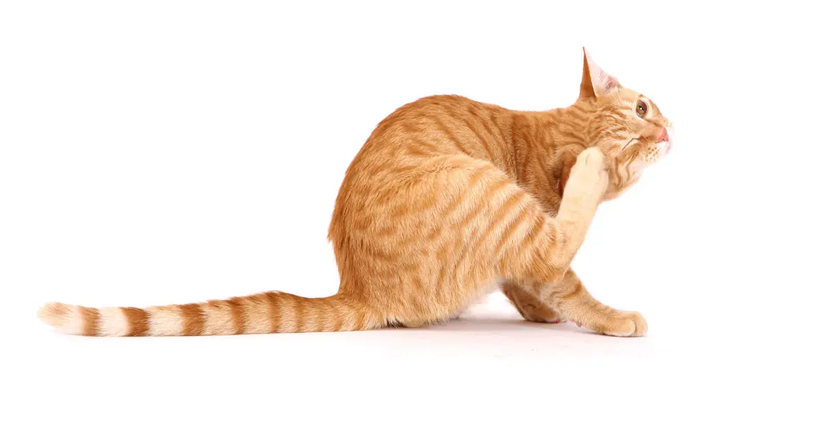 orange cat scratching ear