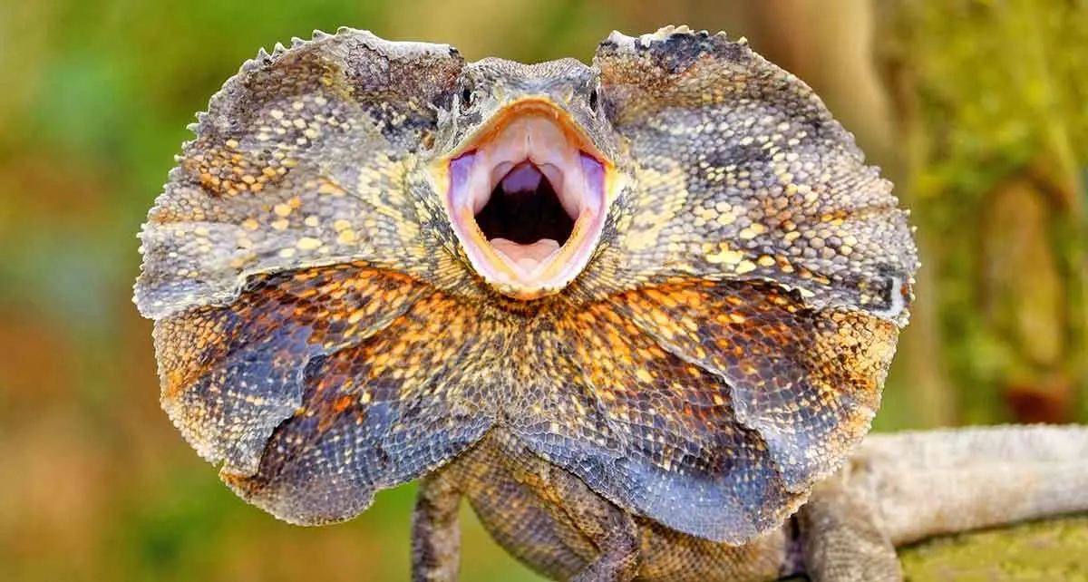 frill necked lizard