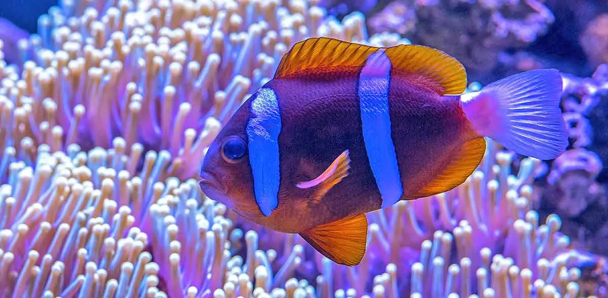 saltwater fish aquarium clownfish anemone