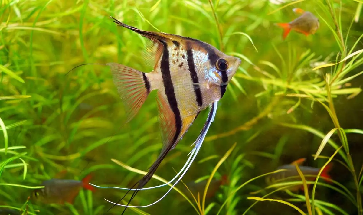 black stripe freshwater angelfish green plant