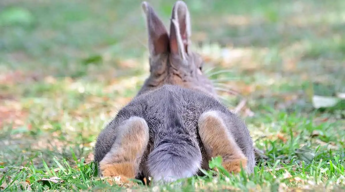 rabbit tail flattened
