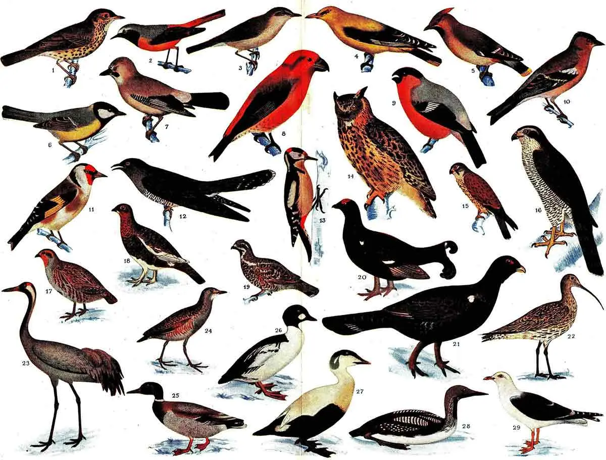 a poster of different birds