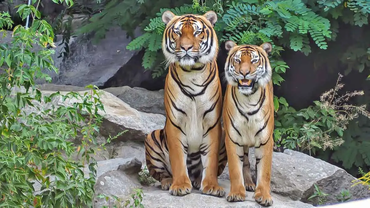 tiger pair
