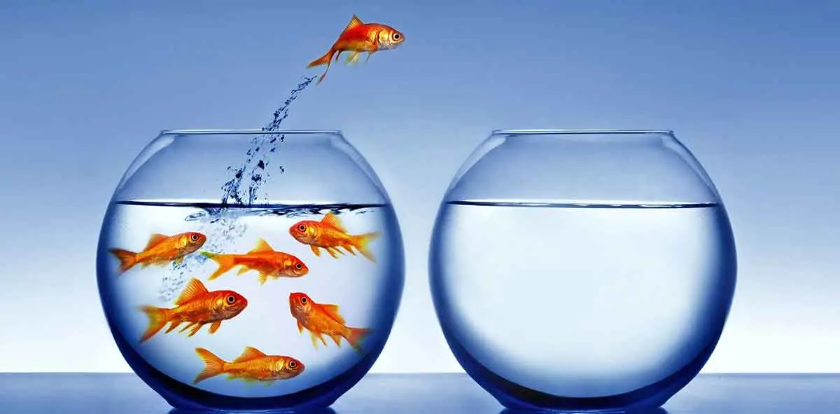 goldfish jumping out fishbowl