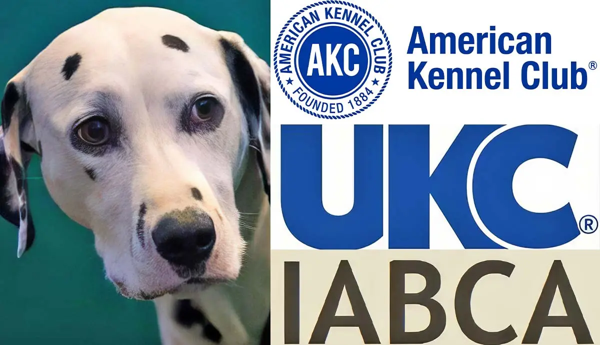 which club hosts better dog shows akc ukc iabca