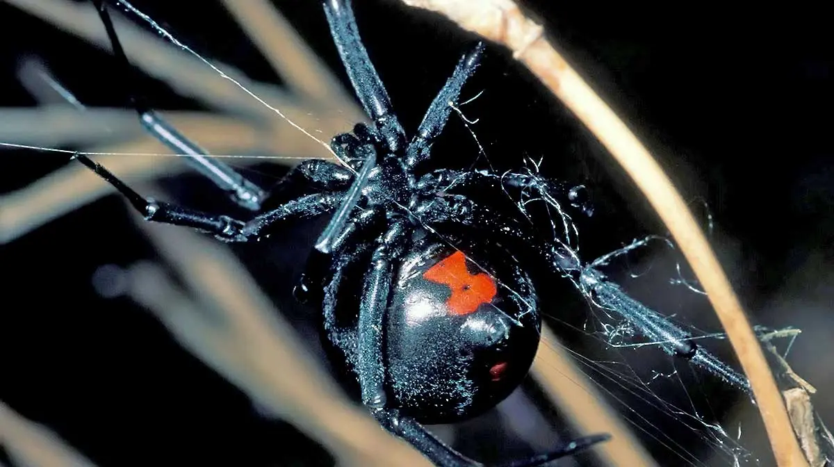 black widow spider web
