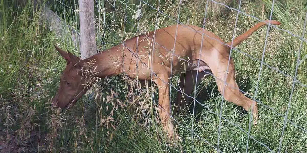 hound peeking head through fence