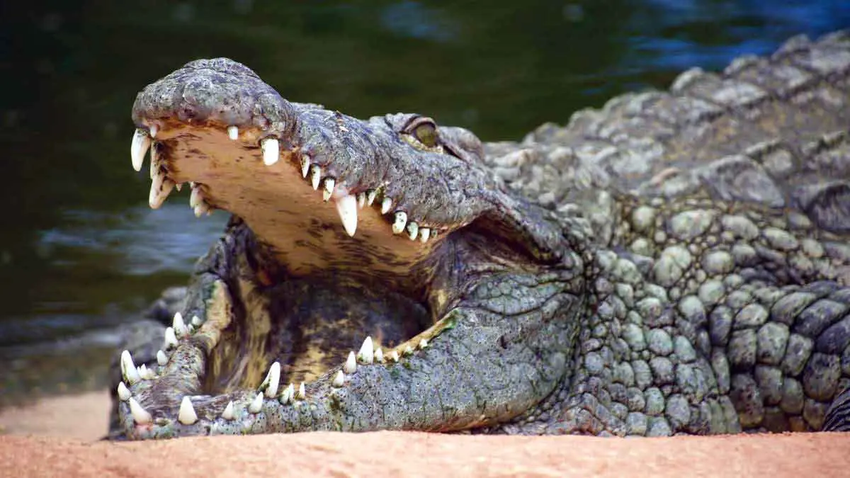 saltwater crocodile open mouth scaly skin
