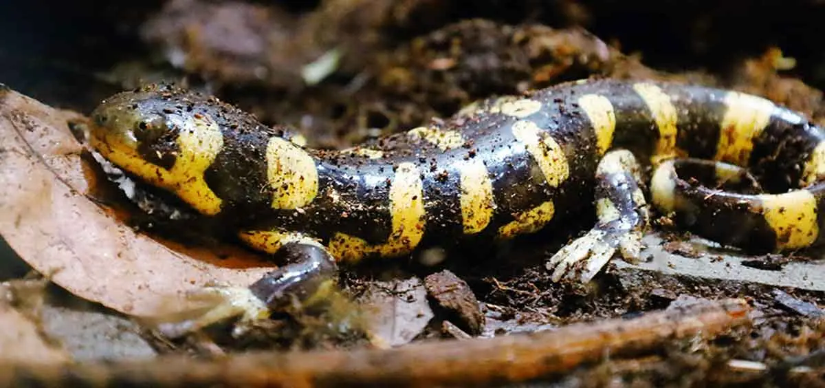 dirty tiger salamander