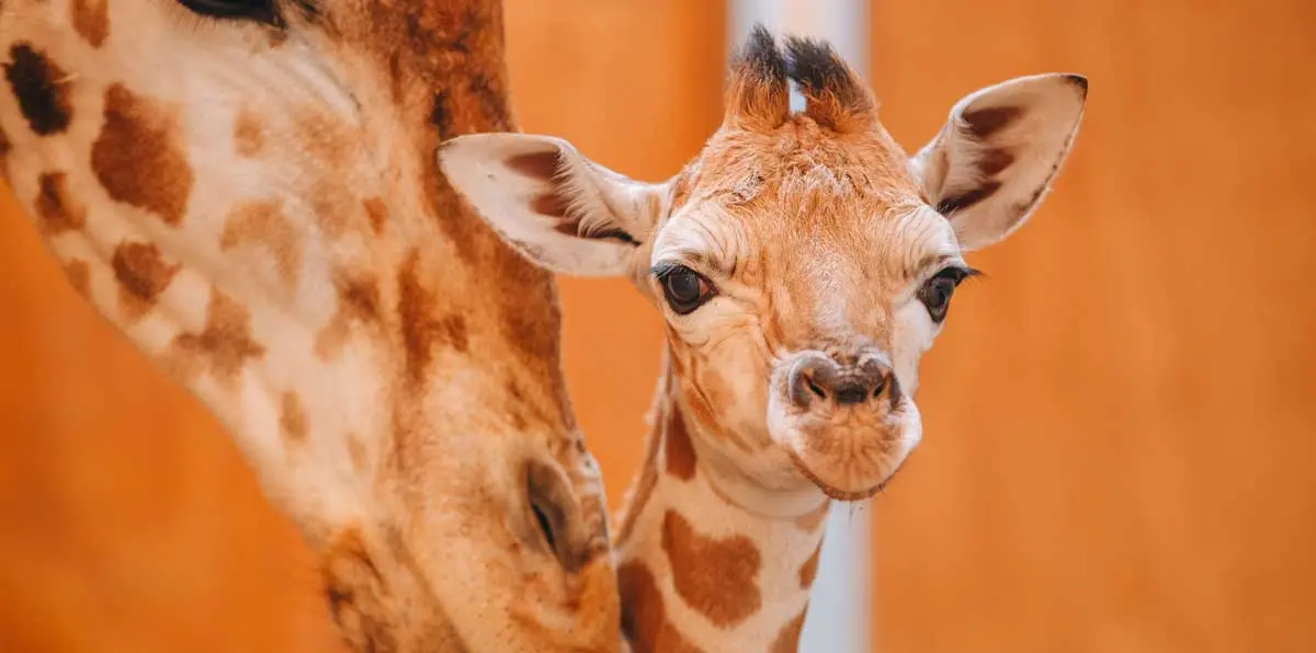 Giraffe mum and calf baby